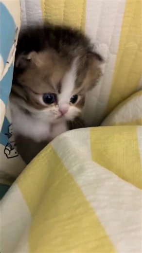 😸😽 #kitten #cute #cat