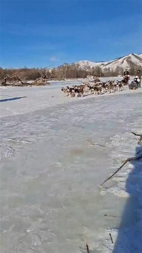 Experience the Ultimate Winter Adventure in Mongolia! 🐾 🇲🇳 One of the most sought-after experiences for travelers in winter is Dog Sledding. Imagine gliding across the pristine white snow, pulled by a team of energetic and friendly dogs 🐕 Our 1-day tour offers more than just sledding: Feel the rush of the sled through the winter landscapes, 📍Visit the iconic Chinggis Khaan Statue Complex, 📍Explore the breathtaking rock formations of Terelj National Park. Sounds like an unforgettable advent