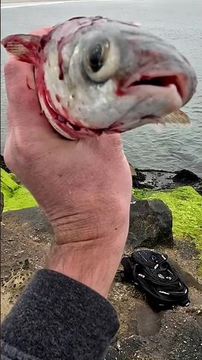 Pro Tip: Always Bleed Your Fish!