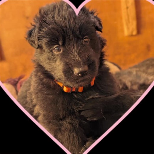 Understanding German Shepherds and Their Role as Guide Dogs