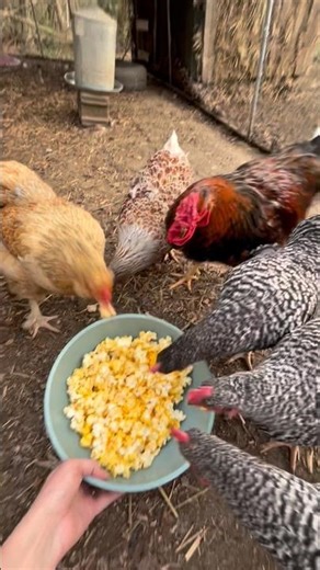 My Chickens Vs. Popcorn 🍿🐔 | Luna Farm #back yardchickens #homesteading #chickencoop