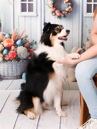 Pour le contexte: On était en balade quand un groupe de jeune a lancé des pétards à 10m de nous. J'ai immédiatement changé mon itinéraire pour rentrer à la maison. Aïka est une ex phobique de la ville, des bruits forts... et la un pétard et ne pas paniquer... comme quoi le travail fini toujours par payer. Oui elle n'est pas à 100% à l'aise mais je peux vous dire qu'avant j'aurai eu une chienne qui se serait fait dessus et elle aurait tout fait pour s'enfuir. Alors je suis fière d'elle tout simpl