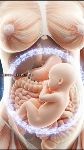 Inside the Womb: Incredible 3D Fetus Animation! 👶✨