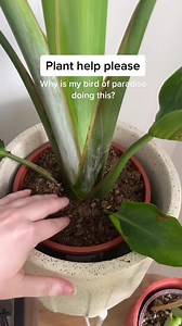 Bird of Paradise Plant Problems: Seeking Help