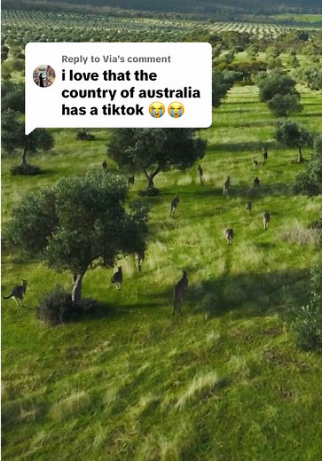 Discover the Grampians: Home of Kangaroos in Australia
