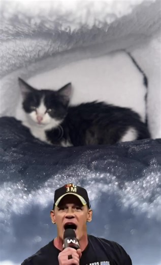 And i did ❤️❤️❤️#stray #kitten