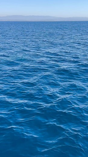 Sound on 🔊listen to that magical noise of the whale’s exhale! This is a Minke Whale, they are members of the baleen or “great” whale family and are the smallest of the rorquals. It looks as if they have cute mittens on! | Oceanside Whale Watching