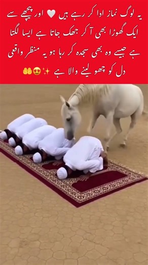 A horse joins in prayer 🤍✨ #faith #islamicreminder #blessed #mashaallah #islamicvideo #viral