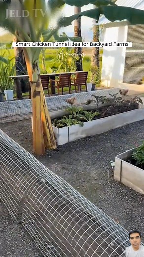 Galing👍 Ctto:📷 This is such a smart idea—using a chicken tunnel to guide the flock safely while making use of their natural behavior. Educational reaction content only. ✅ DISCLAIMER This reaction is for educational commentary and idea-sharing under fair use. All original clips belong to their respective owners. #ChickenTunnel #FarmIdeas #BackyardFarming #PoultrySetup #SustainableLiving #EducationalContent #FarmInnovation #FairUse | Jeld TV