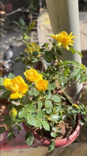 Grow Stunning Roses at Home 🌿 | Easy Rose Gardening Tips for Beginners (Full Guide)