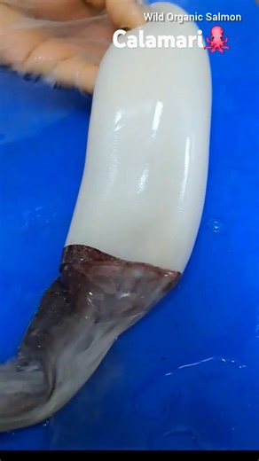 Calamari 🐙 | Calamari Squid Cleaning | Octopus Cleaning Skills #calamari #squid #octopus #shorts