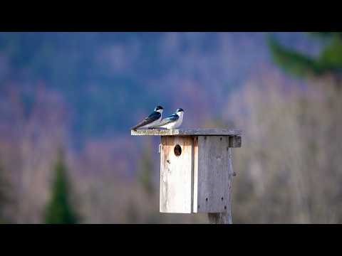 Tree Swallow: Migration (10 April 2026)