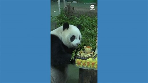 Giant panda celebrates her 10th birthday