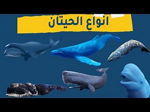 تعرف علي انواع الحيتان