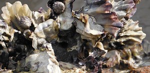 The surprising benefits of oysters (and no, it’s not what you’re thinking)