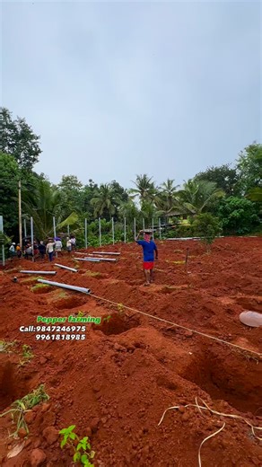 Pepper farming #pepper #farming #krishi #agriculture #malappuram #malayalam #kerala # | Noushad Kaliyala