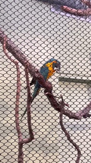 Macaw Aviary - Audubon Zoo - New Orleans, LA