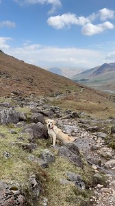 Come with us for a weekend away to The Lake District 🐶 it’s a customer favourite and we understand why! Endless walks, great swim spots (for humans and pups), dog-friendly pubs and of course truly dog welcoming hotels and cottages! What’s not to love? Have you been to the Lake District before? | PetsPyjamas
