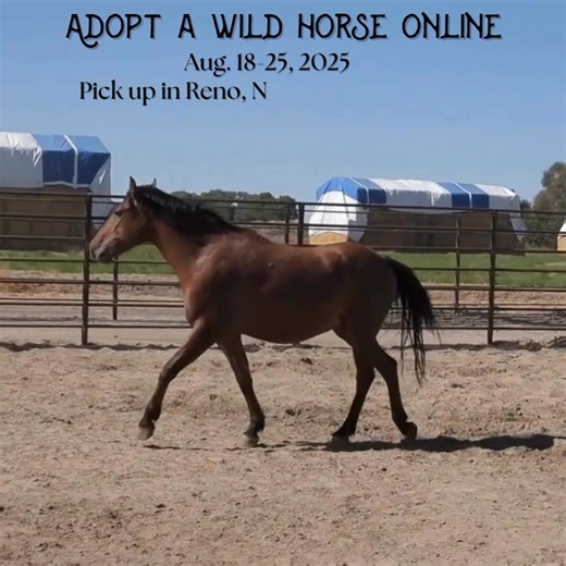 Adopt a wild horse on the online corral between Aug. 18 and Aug. 25 and pick up in Reno, NV or Pauls Valley, OK! Get started at wildhorsesonline.blm.gov | BLM Wild Horse & Burro Program