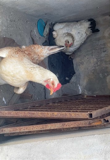 1#🐓3#🐔 poules africaines 1 #🐔 1 Poules #brahma #🐔 1poules hybride se sont mes reproducteurs toutes mes poules pondent actuellement #pourtoi #elevage #poulailler #🐓 #🐔 #🐇