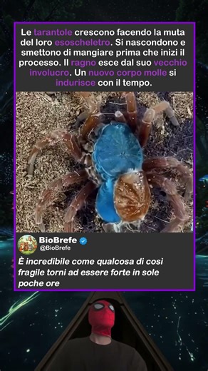 COME CRESCONO LE TARANTOLE DURANTE LA MUTA