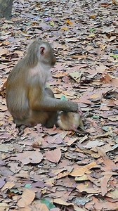 Nature’s embrace: a baby monkey rests safely in its mother’s lap, reaching down to a fellow monkey, forging a bond that mirrors the best of what family and community represent in all walks of life. 🌳👨‍👩‍👧‍👦 | Monkey love