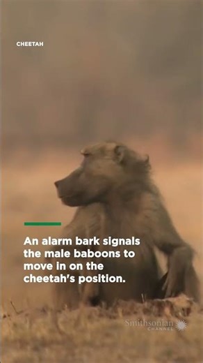 Do not provoke a mob of angry chacma baboons | Smithsonian Channel #Shorts
