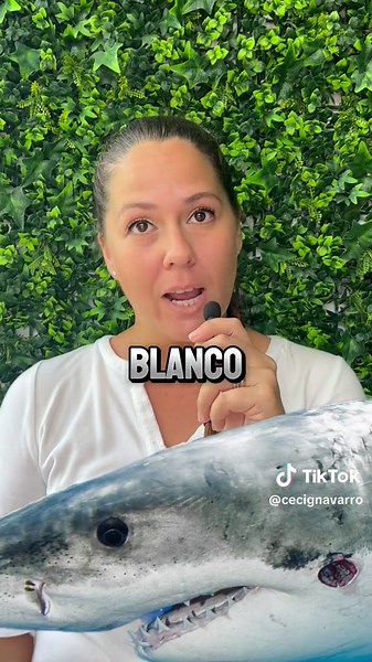 Descubre las 111 especies de tiburones en México