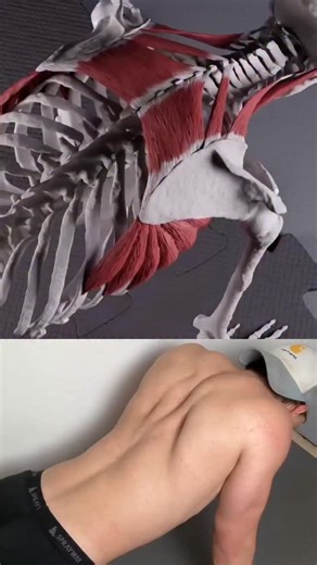 @fitmaccc on Instagram: "Most people use scapular push-ups as an endpoint. They should be a starting point. They’re great for improving serratus anterior function and reducing scapular winging — but only early on. Once they become easy, your shoulders need more load, more control, and more demand. That’s where dolphin presses and one-arm push-up plus variations come in. Strong shoulders are built through progression — not by repeating the same “corrective” forever."