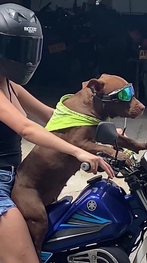 STICKERSVIP on TikTok