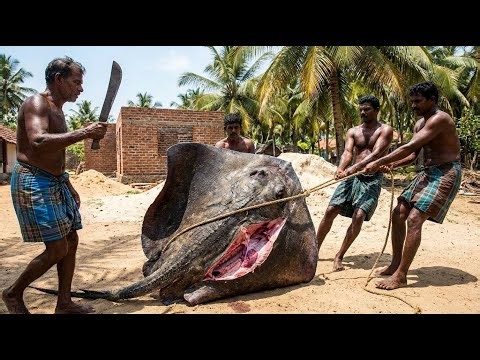 600KG MONSTER Ray Fish! 🌧️ Extreme Catch & Cutting Skills in Heavy Rain