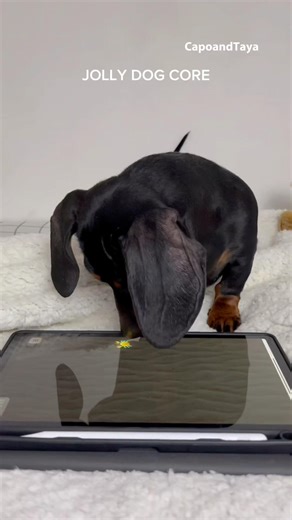 Dachshund playing jolly dog #dog #dogs