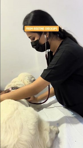 Dr Doodley Pet Hospital Whitefield | 24/7 Advanced Veterinary Care & Expert Vets