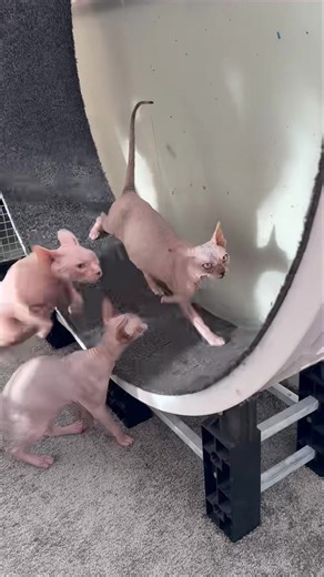 Honeymoon Sphynx cattery on Reels