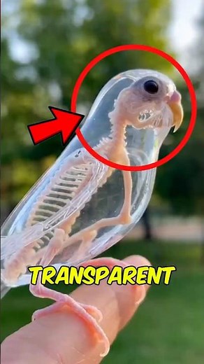 Top 3 INVISIBLE Animals You Won’t See Coming