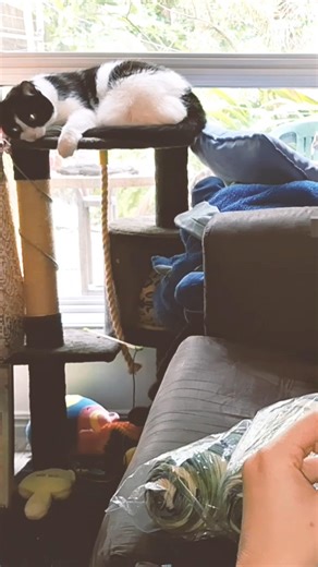 Cat Supervising Crochet | Cozy Crochet