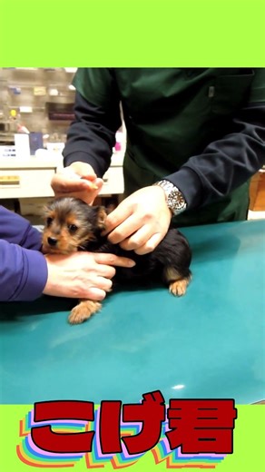 こげ君ワクチン接種 #可愛い＃ヨーキー＃子犬