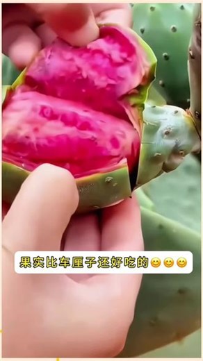 大果无刺仙人掌 夏季30天不浇水也能成活，非常适合工作生活非常忙碌的朋友，耐寒耐旱#米邦塔仙人掌 #食用仙人掌 #仙人掌苗 #阳台小院均可种植 #在抖音入手的好东西