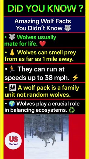 Amazing Wolf Facts You Didn’t Know 🐺