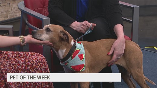 Pet of the Week: Meet Lola