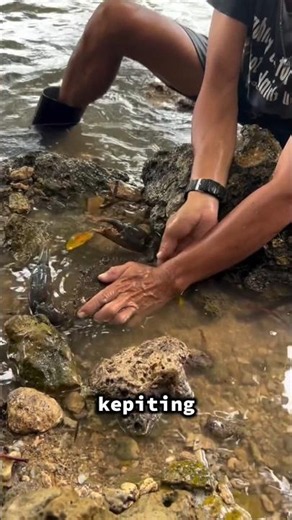 turns out there's a giant crab behind the rock#shorts #shortvideo