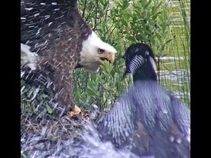 Eagle Attacks Loon Chick