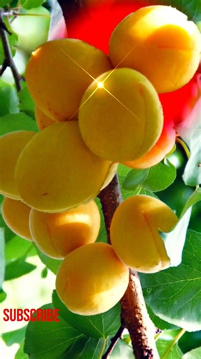 Beautiful apricot fruit #nature #fruits #tasty #viral 🍓🍑🫒🌵🍎🍇🍒🥝🍏