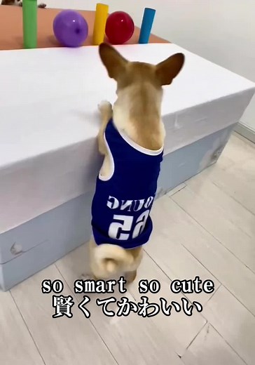 #笑 #爆笑 #爆笑動画 #funny #ペット #犬 so smart so cute 賢くてかわいい