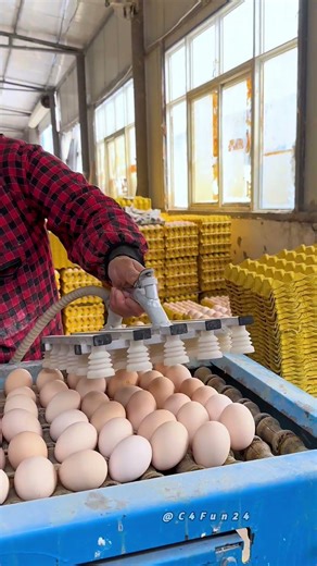 Advanced Vacuum Suction Technology for Efficient Large-Scale Egg Handling