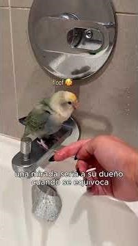 Drama Queen Bird 😂 #PetBird