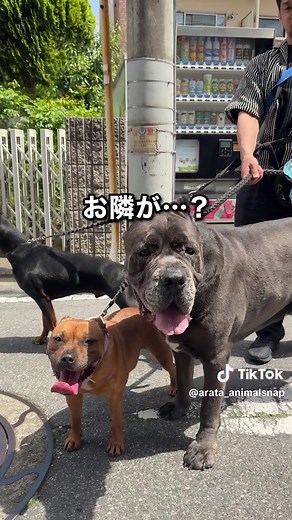超希少超大型犬を撮ってみた｜日本で見ない珍しい犬種紹介