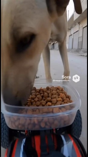 Feeding homeless dogs 🥺 #dog #animals | Capy Papi