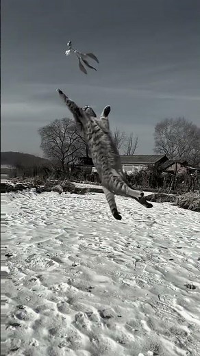 Insane Cat Jump – Feline Reflexes in Action!