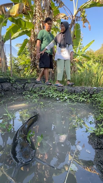 Aku Dan Bocil Menemukan Ikan Lele Monster Di Kobangan #lele #lelemonster #nemu #menemukan #drama
